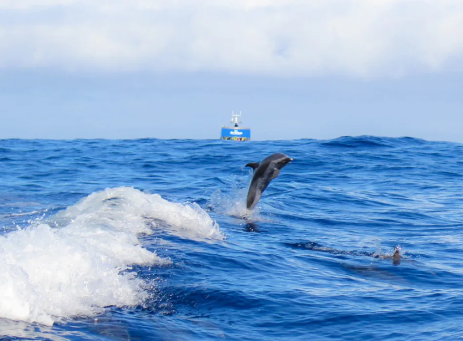 yakkokko  DI LUCA ディルーカ カメオ 天使×イルカ Iruka Hawaii Dolphin | Go Hawaii