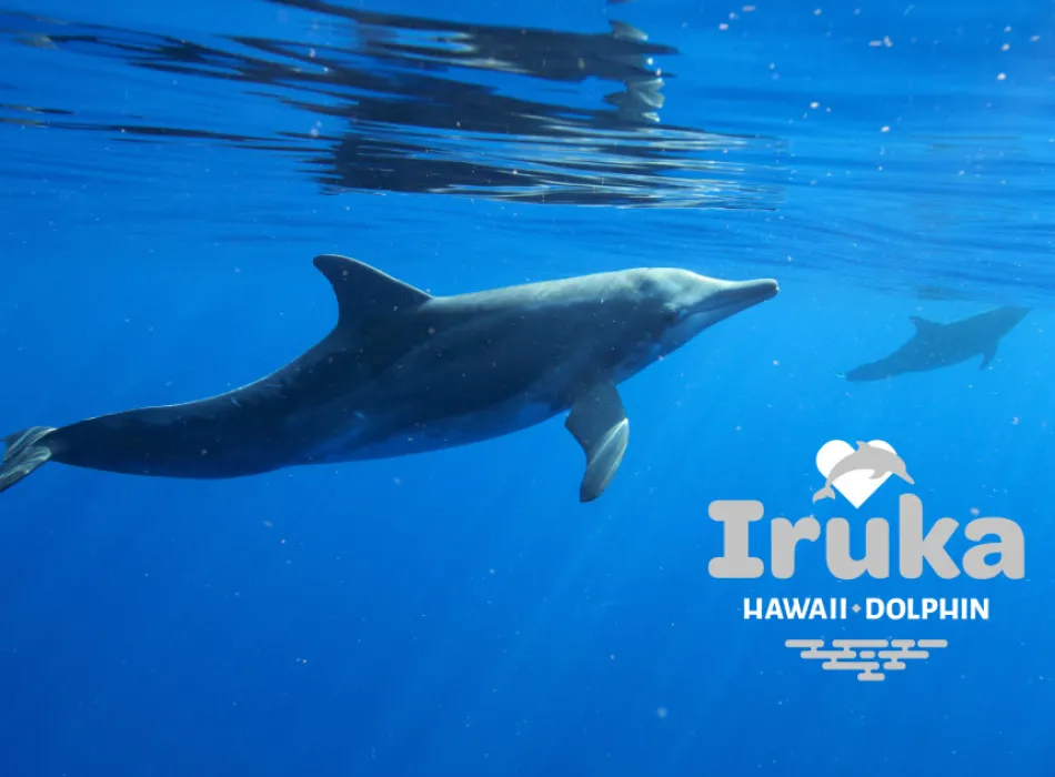 Iruka Hawaii Dolphin | Go Hawaii