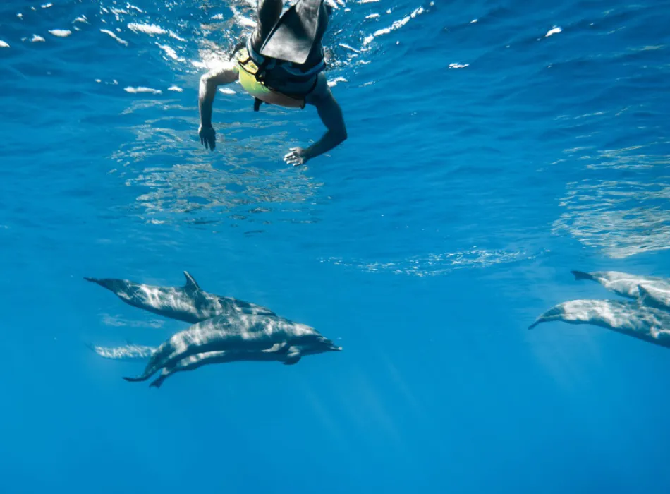 Iruka Hawaii Dolphin | Go Hawaii
