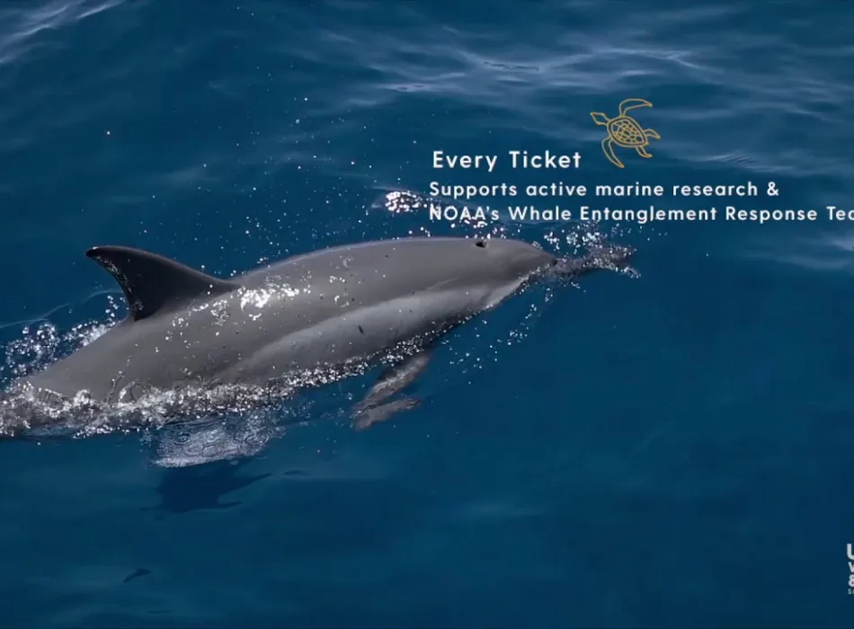 Embedded thumbnail for Ultimate Whale Watch and Snorkel