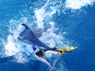 Hawaii Deep Sea Fishing Go Hawaii