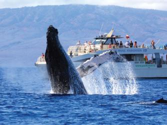Actividades En Hawai Go Hawaii