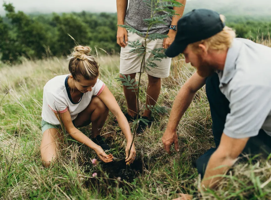 Volunteers replanting koa trees in a reforestation project on the Island of Hawaiʻi