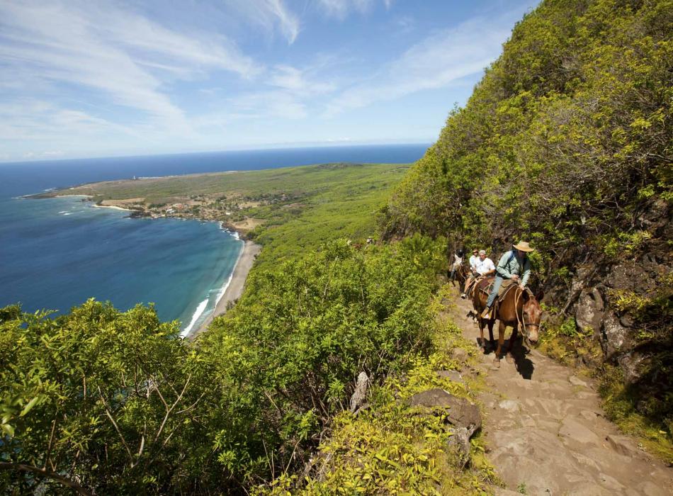 A guided horseback ride up the sea cliffs of Molokai