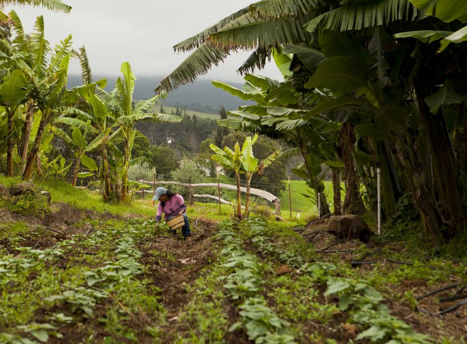 Eco-tourism in Hawaii