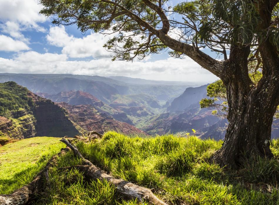 Waimea Canyon