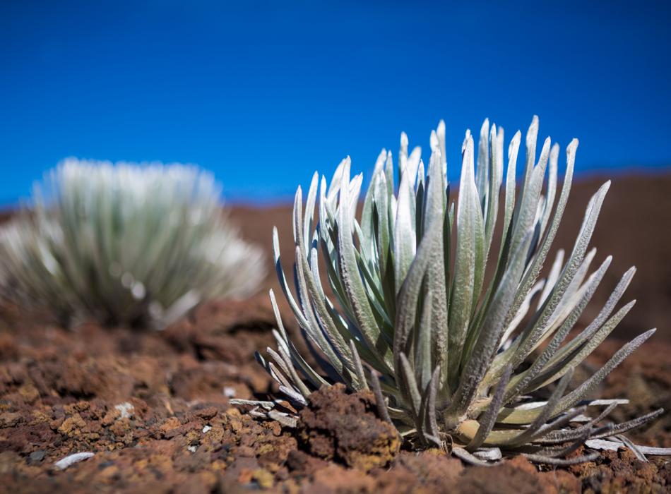 A Protected Plant