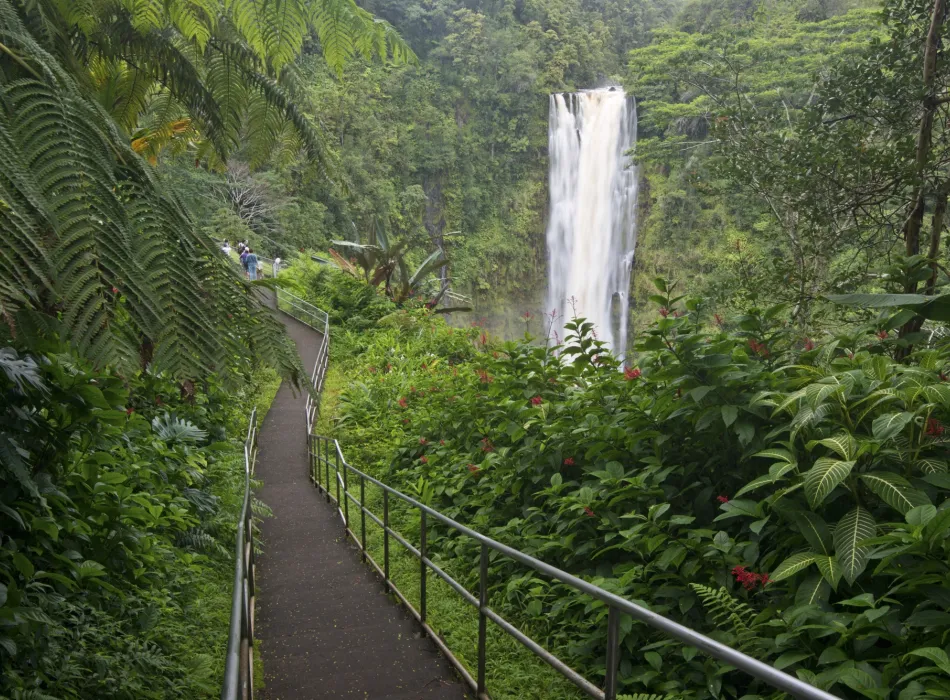 Pathway leading to Akaka Falls surrounded by lush green foliage and tropical plants.