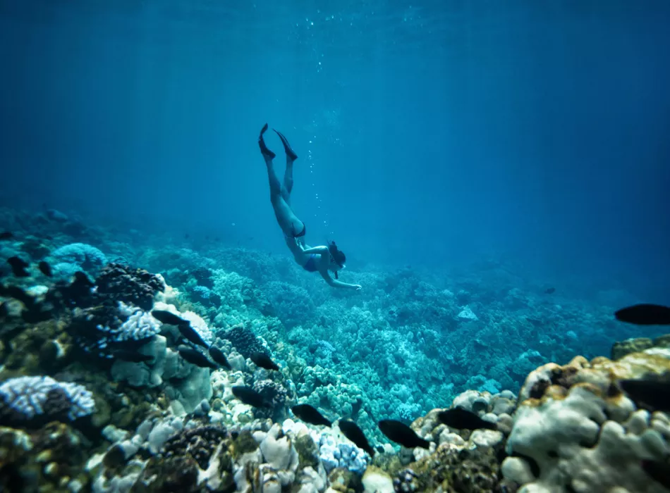 Diver exploring coral reefs under the ocean in Hawaii.