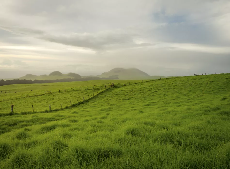 Vast green pastures of Waimea under a cloudy sky, with rolling hills and fences dividing the landscape.