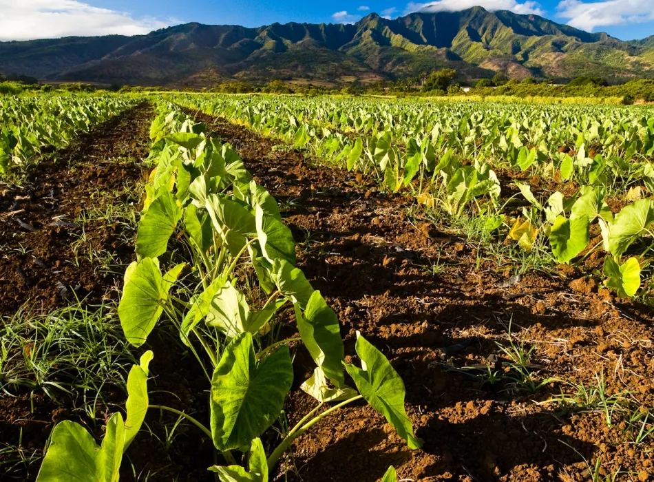 Eco-tourism in Hawaii
