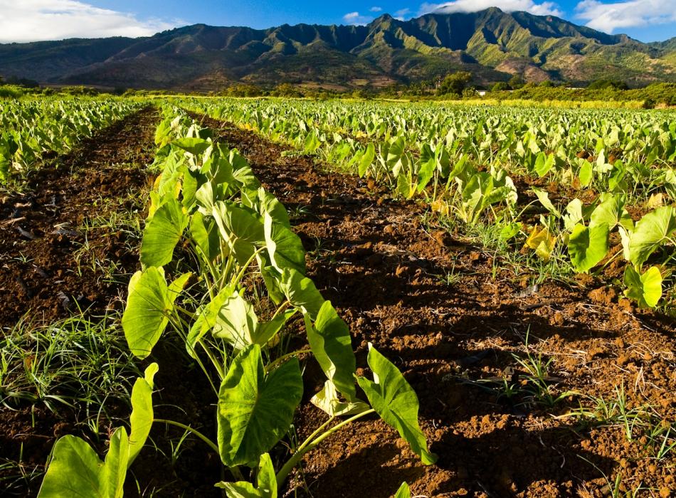 Eco-tourism in Hawaii