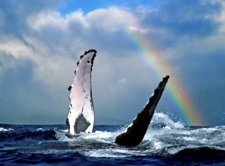 Whale Watching on Lānaʻi