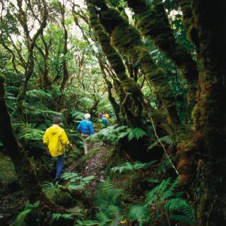 A guided tour through a tropical forest on the east end of Molokai