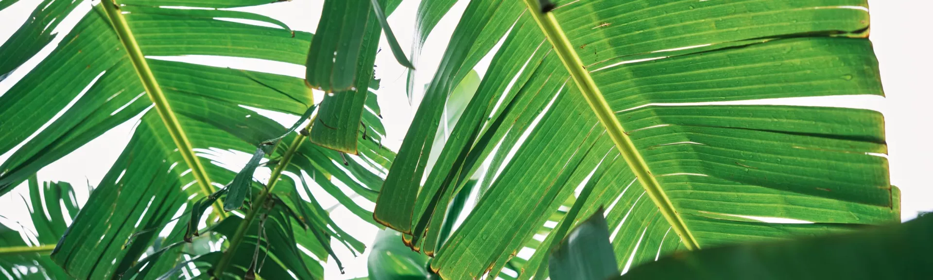 Maui Greenery