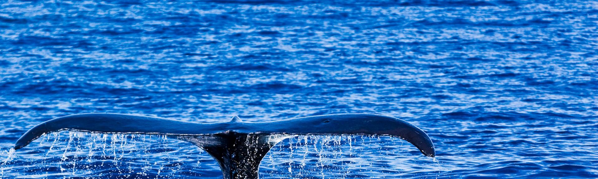 Kauai Whale Watching Go Hawaii