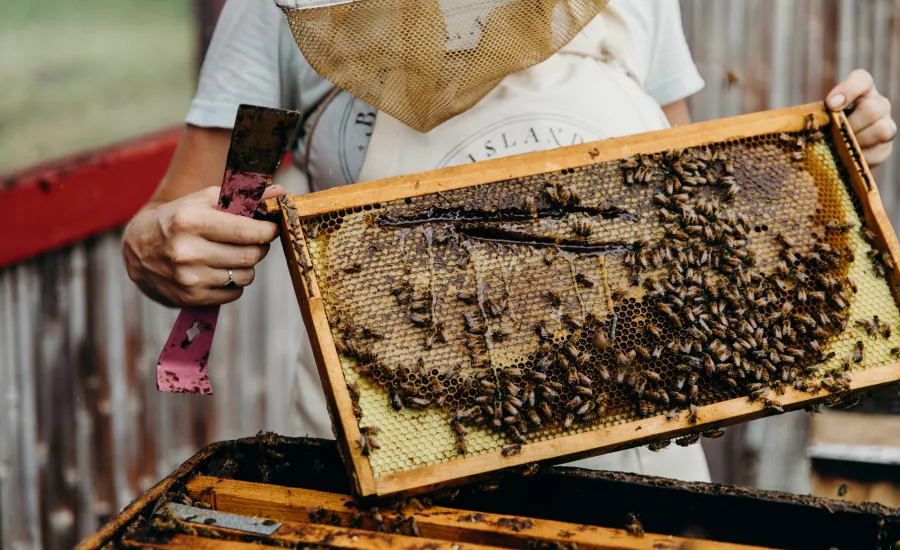 Local beekeeper shows honeycomb