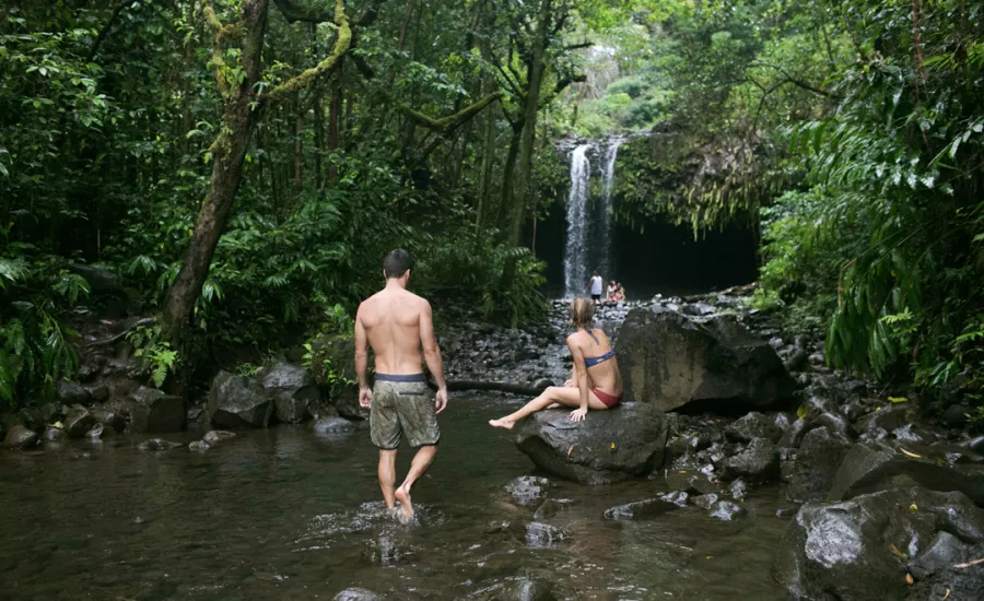 Maui Rainforest
