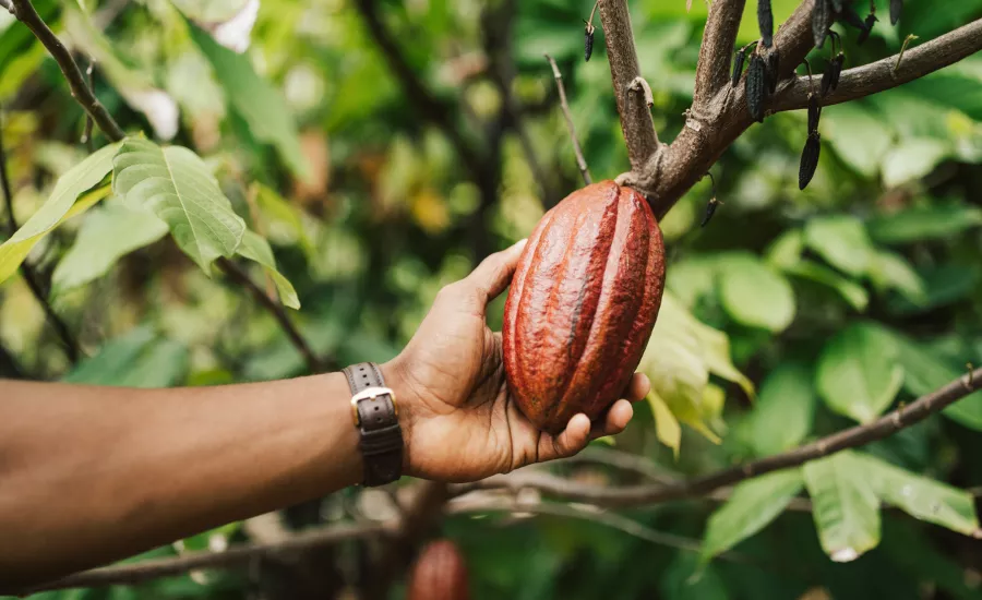 chocolate farm