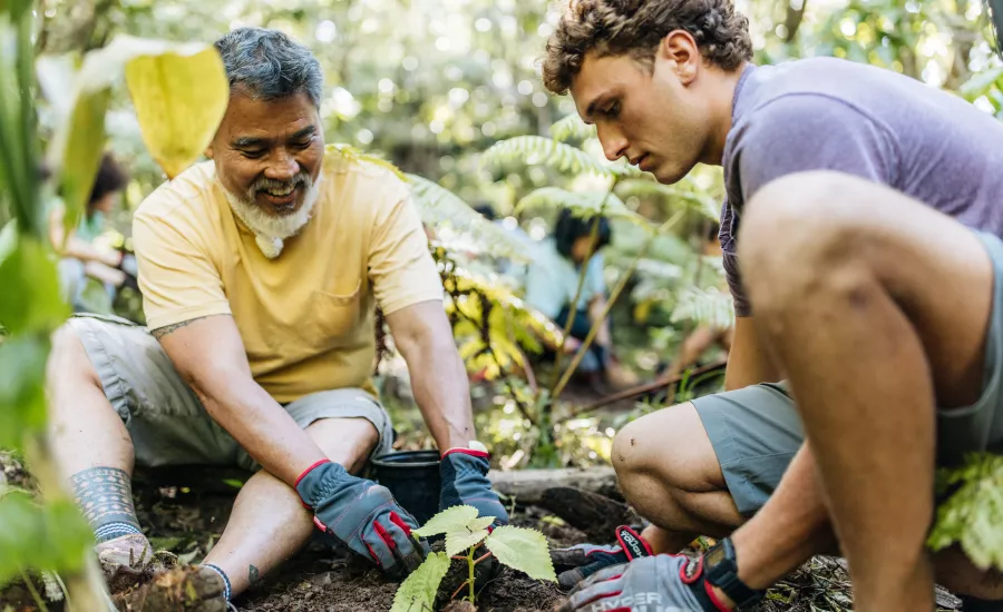 Sam Ohu Gon of The Nature Conservancy and volunteer replant a mamaki (pipterus albidus) plant