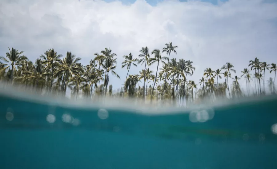 Split photography of body of water and coconut trees