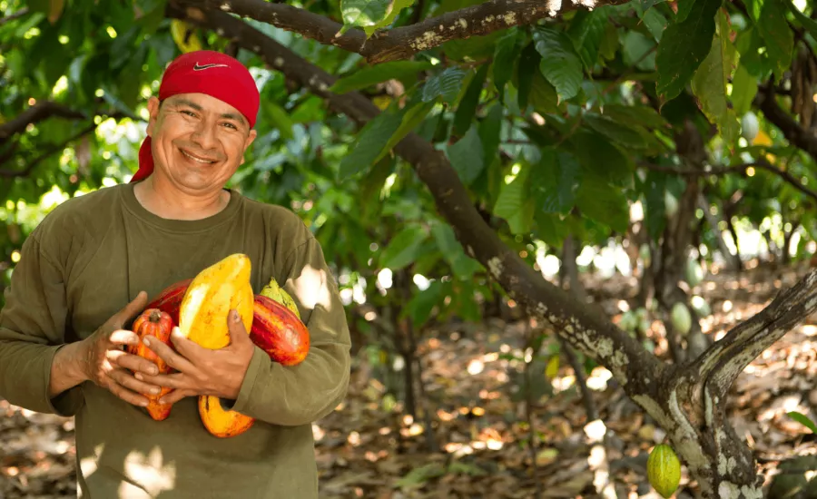 Farmer walks in a Hawaii cocoa plantation