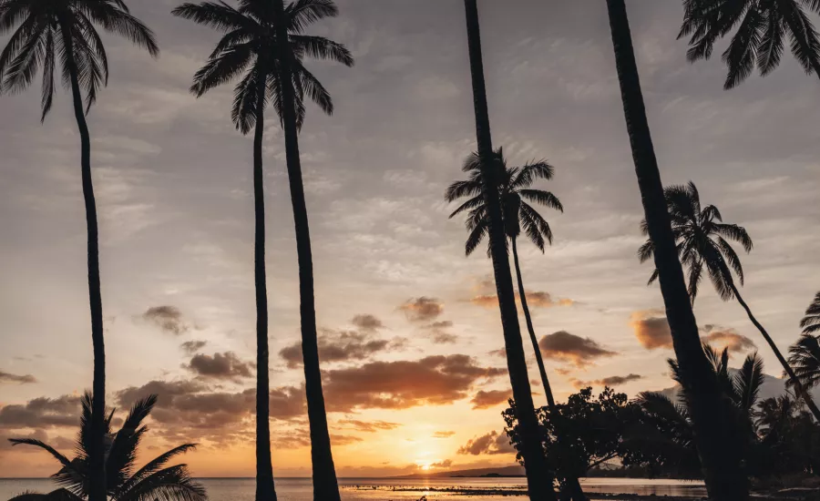 Scenic view of palm trees at sunset