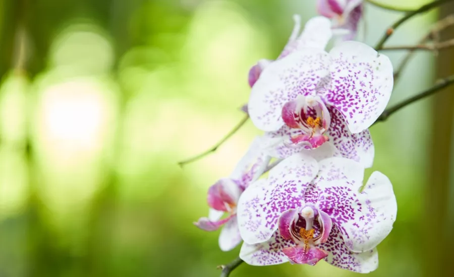 Akatsuka Orchid
