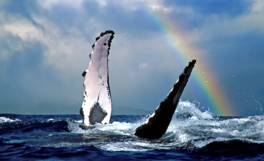 Whale Rainbow Hawaii