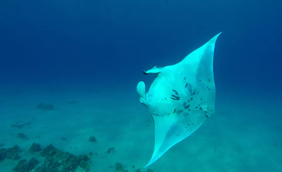 Manta rays
