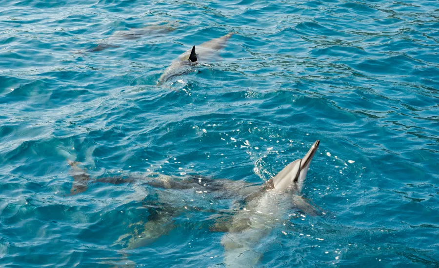 Dolphin tours