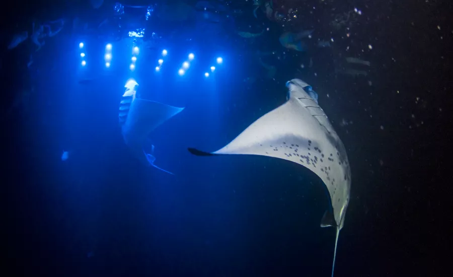 Manta Ray Night Snorkelling Hawaii 