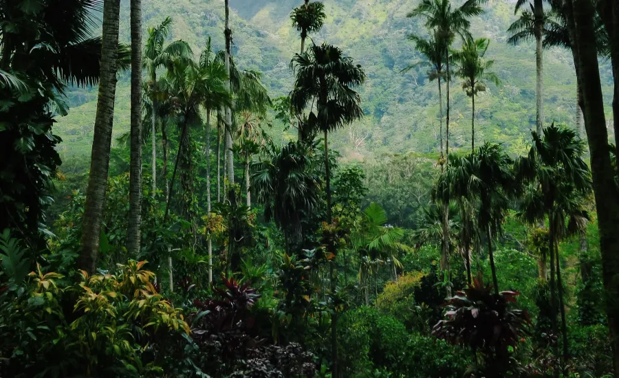 Oahu