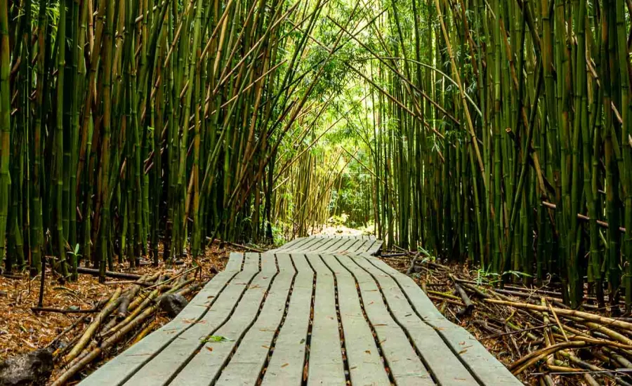 Bamboo Forest Pipiwai Trail
