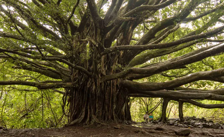 Banyan Tree Pipiwai Trail
