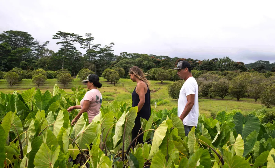 Farming on The Island of Hawaii