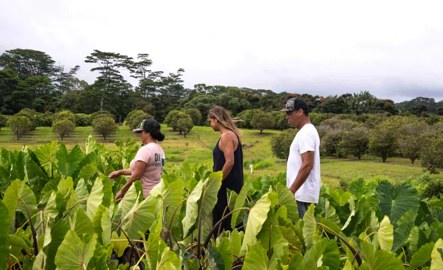 Farming on The Island of Hawaii