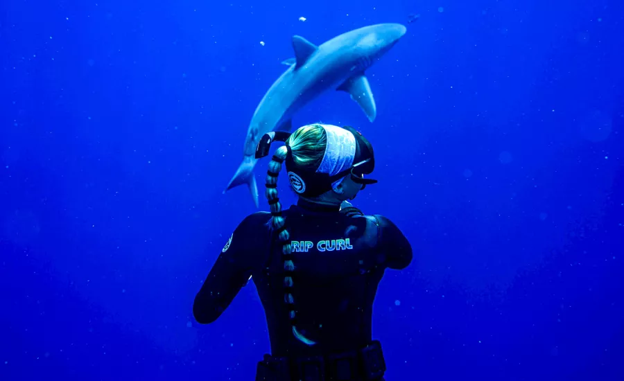 Diving with Sharks Oahu Hawaii