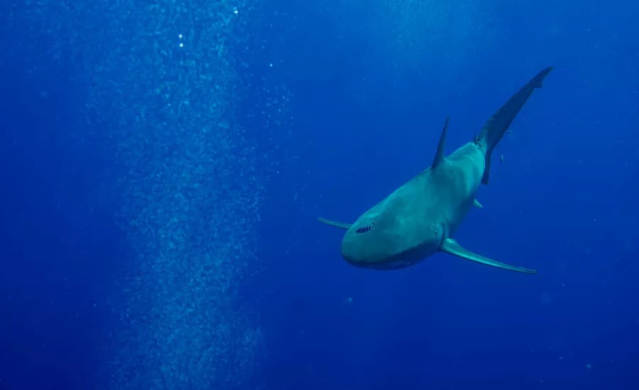 Shark Oahu Hawaii