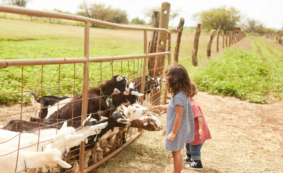 Farm to Table