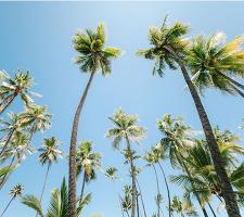 Travel Requirements Go Hawaii