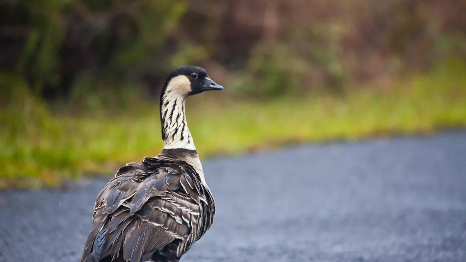 Hawaiian Goose (nēnē)