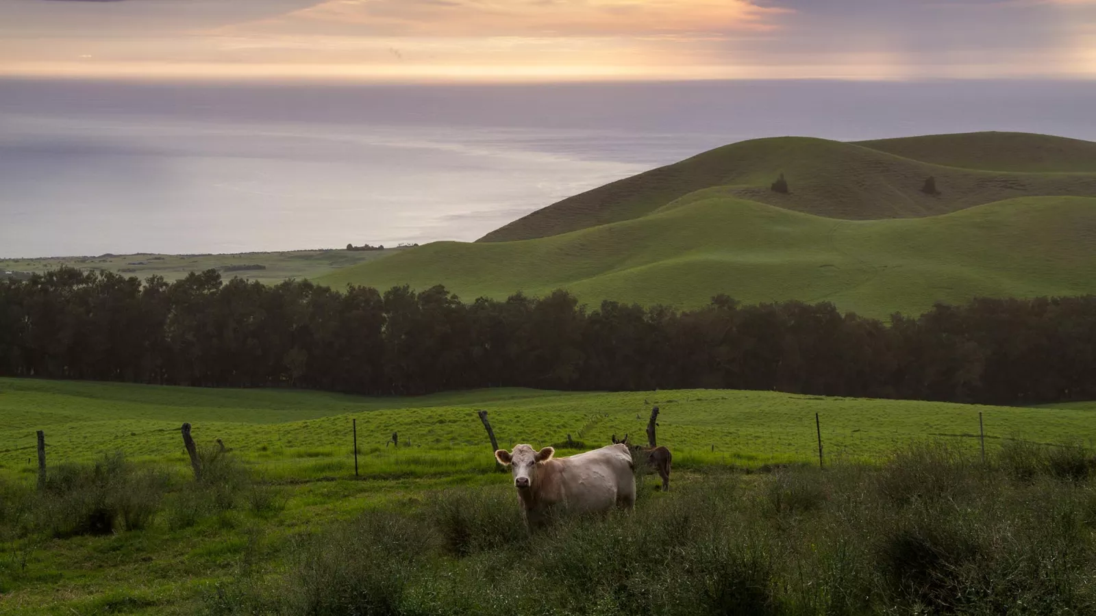 Cowfield