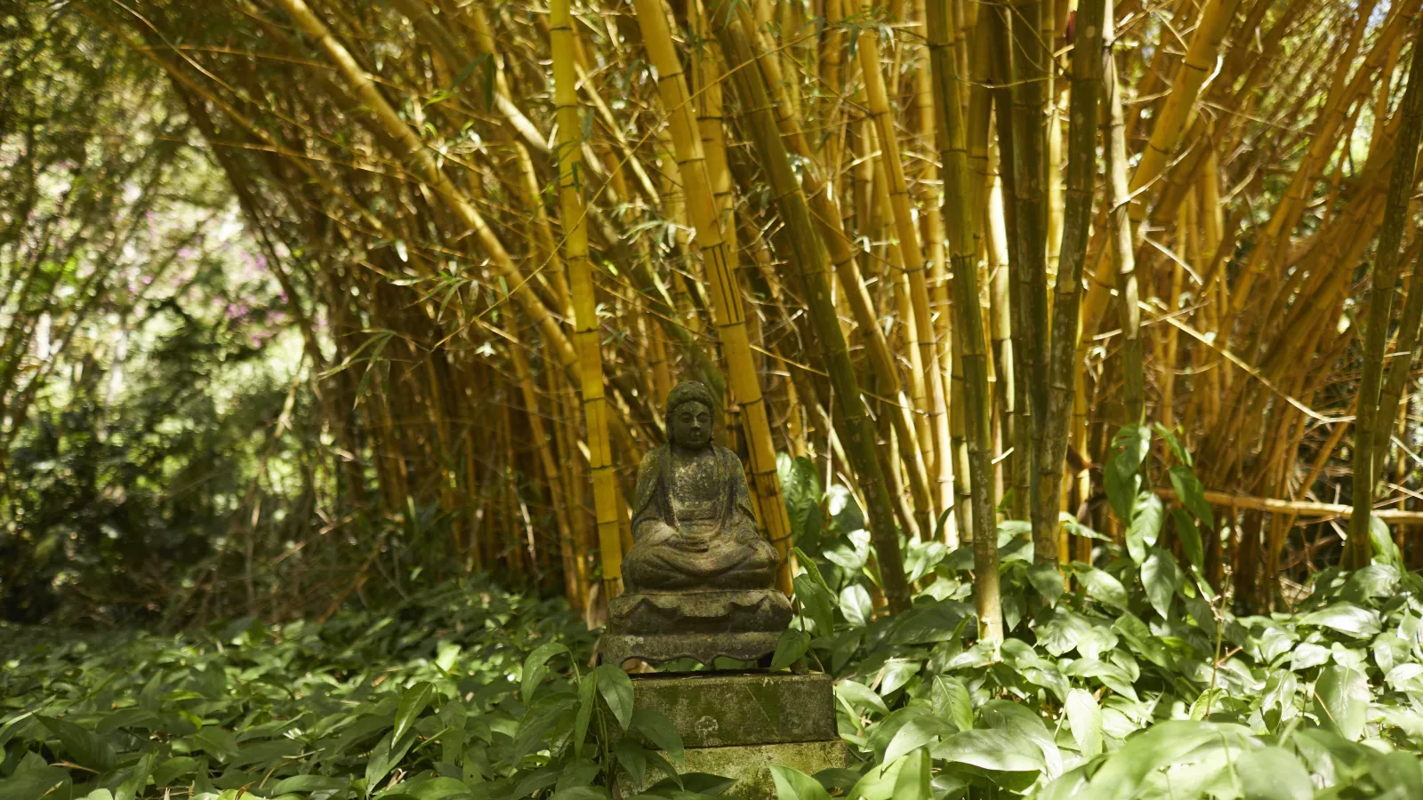 Bamboo Garden at Allerton Garden