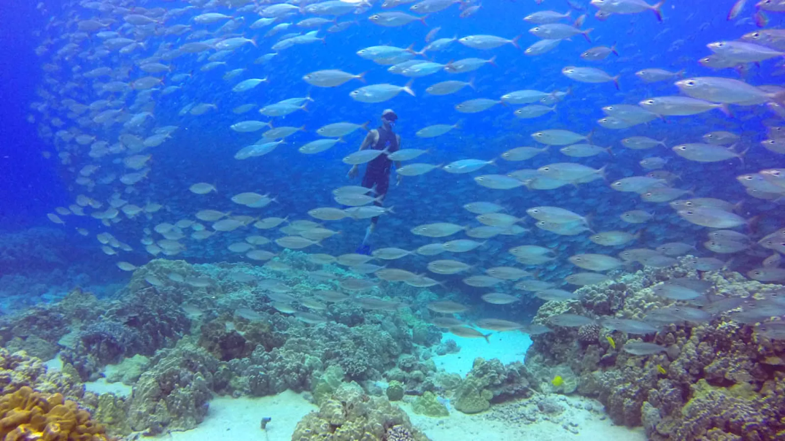 Coral Reefs