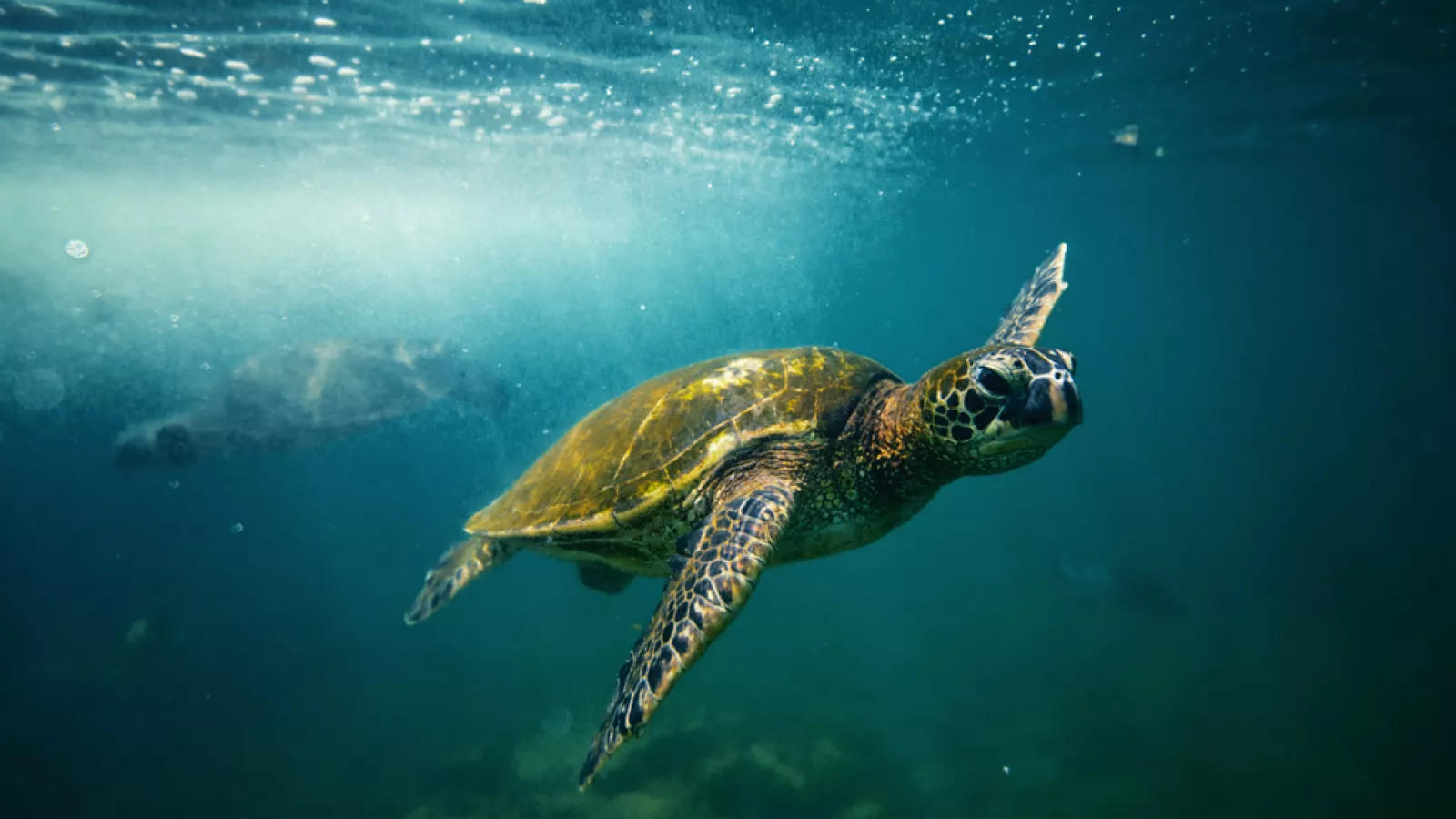 Turtles