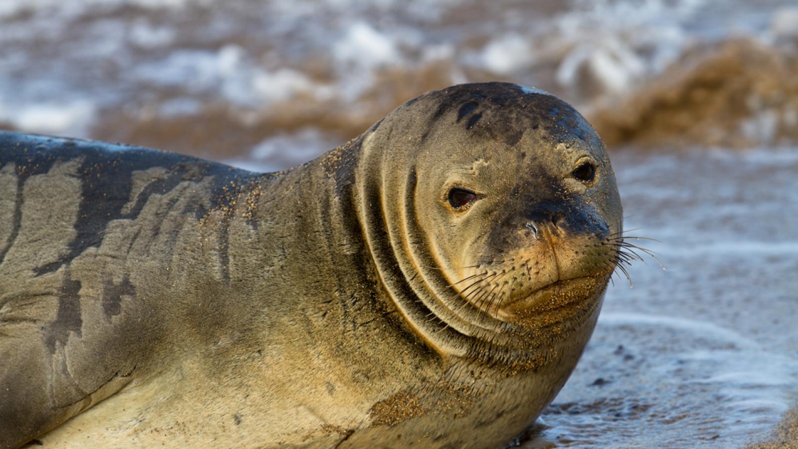 Protected Species | Go Hawaii Protected Species | Go Hawaii