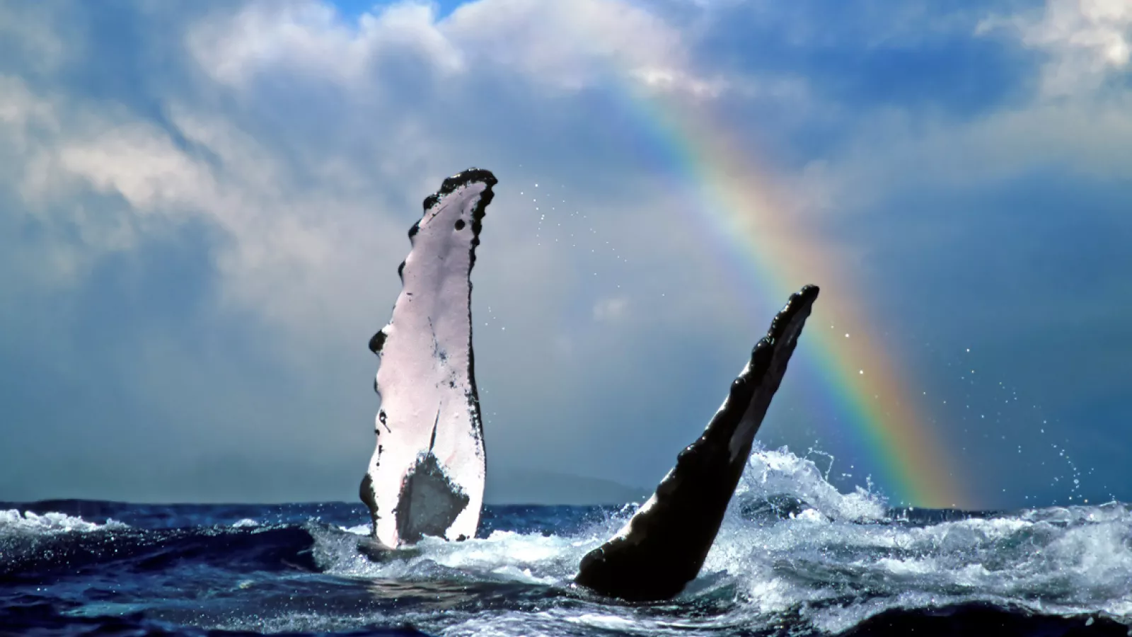 Humpback whales (koholā)