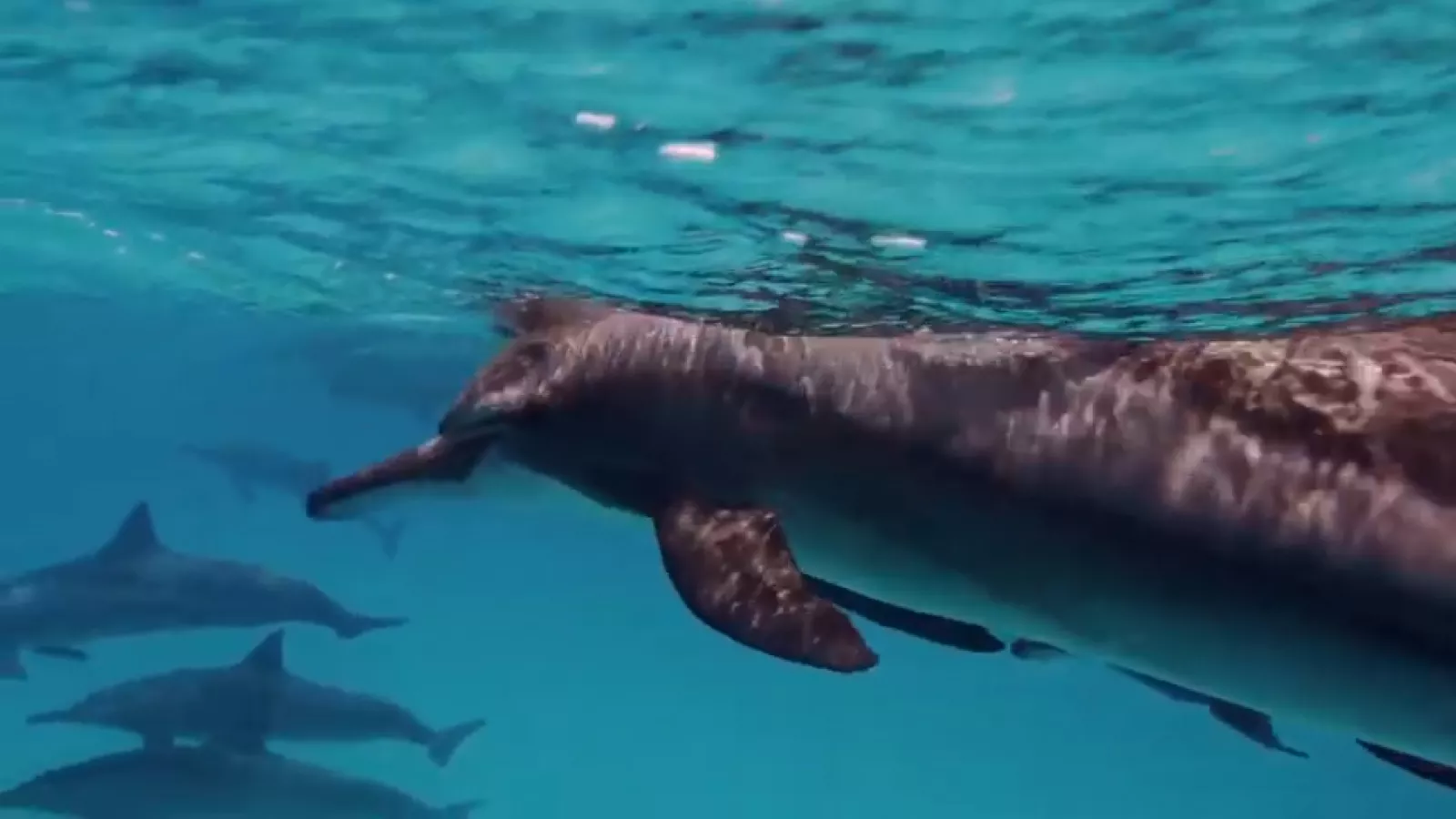 Ocean Conservation