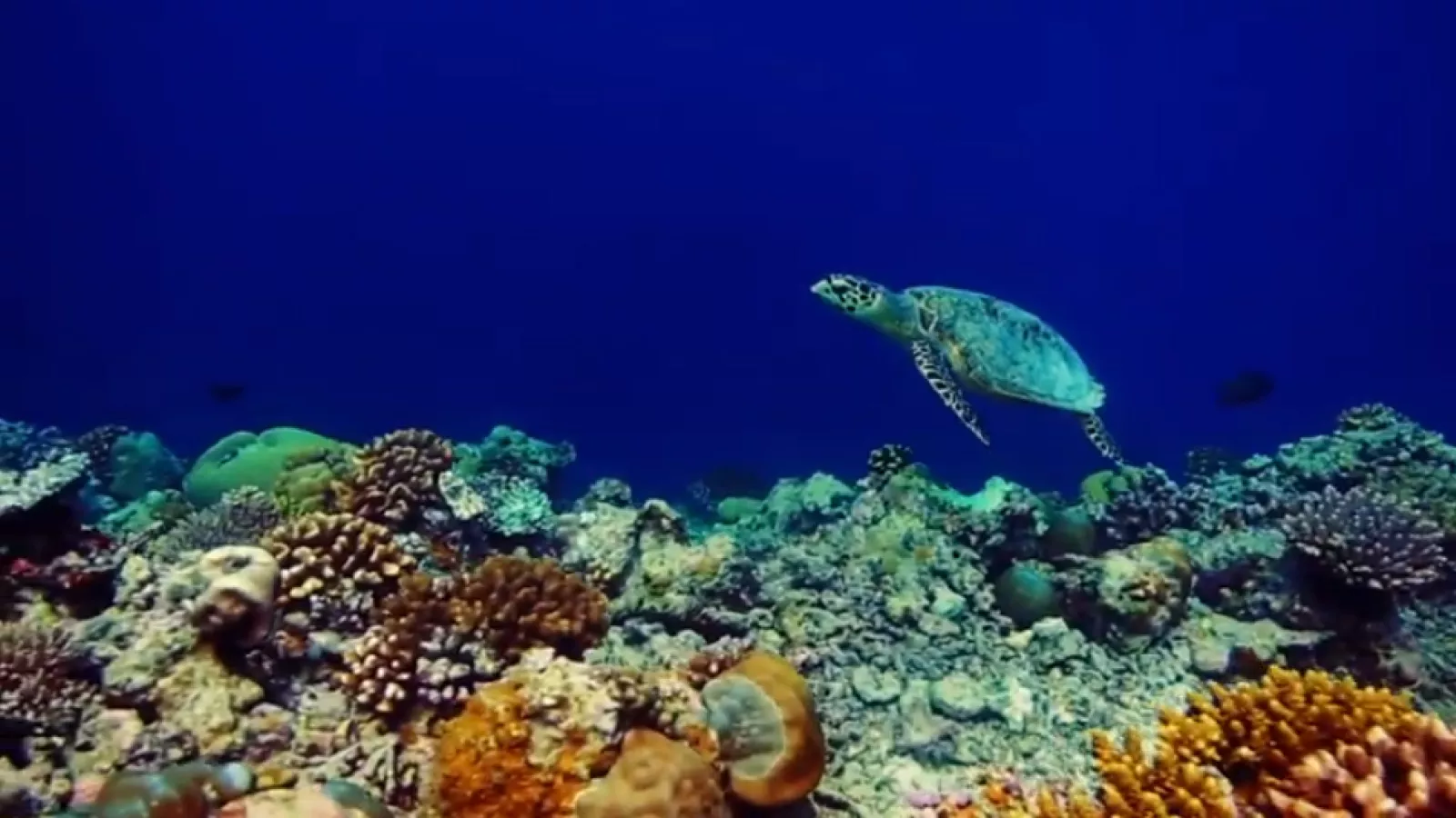 Marine Life